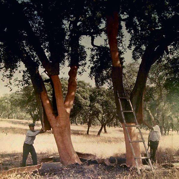 men getting cork off tree
